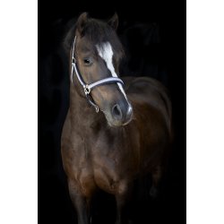 HG Mascha Grime, Aster Purple