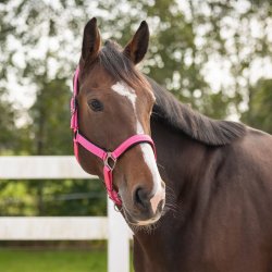QHP Deluxe Grime, Pink