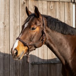 Rebgrime i l�der, Brun