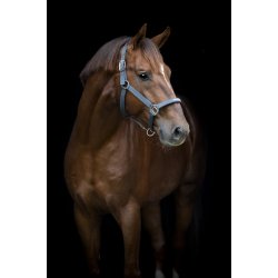 HG Sandra Grime, Asphalt