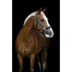 HG Diya 2,0 Grime, Ponderosa Pine