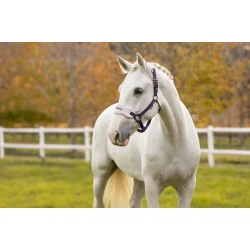 LeMieux Vogue Grimest, Juniper