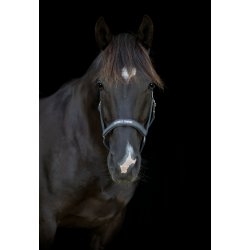 HG Malva Grime, Gr�