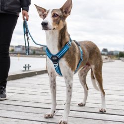 Dog Copenhagen, Comfort Walk Air Sele, Bl
