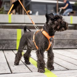 Dog Copenhagen, Comfort Walk Air Sele, Orange