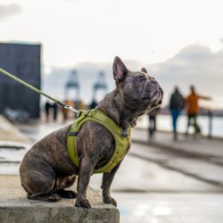 Dog Copenhagen Comfort Walk Go Sele, Lilla