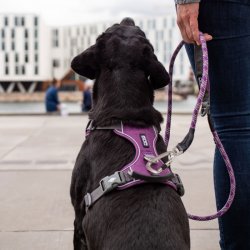 Dog Copenhagen Comfort Walk Pro Sele, Lilla