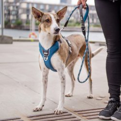 Dog Copenhagen Comfort Walk Pro Sele, Lilla