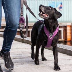Dog Copenhagen Comfort Walk Pro Sele, Sort