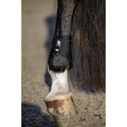 HG Tary Springgamache, Grn