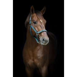 HG Sandra Grime, Ponderosa Pine