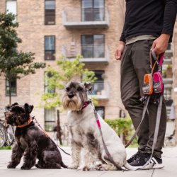 Dog Copenhagen Urban Trail Line